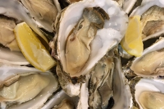 Oysters